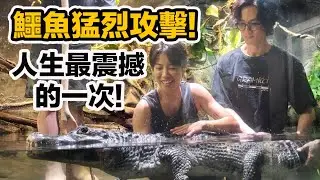 乖巧的寵物鱷魚為何突然攻擊?人生跑馬燈出現!巨大象魚 緬甸蟒 寵物小袋鼠 一日飼育員feat.李英宏