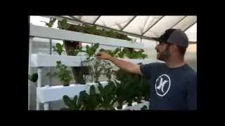 Hydroponic NFT with Bucket System / Dutch Bucket