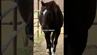 Hes a dinoo #horse #equestrianjourney #equestrian #horsefan  #fyp #like #sub #subscribe #follow
