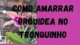 Replante de catleya e dendrobium na madeira.