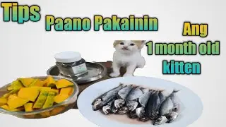 Paano mag pakain ng 1 month old kitten