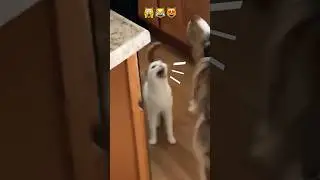 Cat 🐈 is yelling 🙀loud for food 😹🥰#shorts #cat