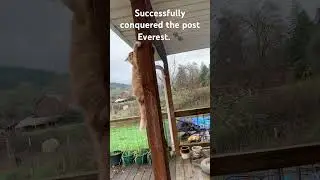 Successfully conquered the post Everest. 🐾 #CatClimbingGoals #FelineConqueror