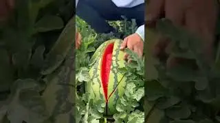enjoy beautiful fresh fruits and healthy food #fruit #farming #agriculture @Malwainspired