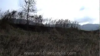 Sun begins to descend behind the foothills in Pakke Tiger Reserve