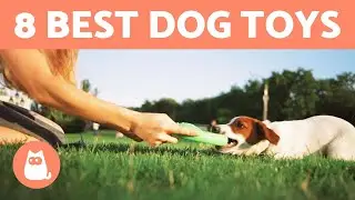 8 Best TOYS for DOGS 🥏🐕 Intelligence Games and More!