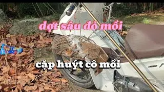 Dợt sâu đỏ và huýt cô đây là cách mình chơi chim chúc ae nhiều sức khỏe 