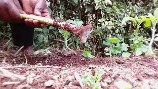 Harvesting and replanting arrowroots the best way.🌱