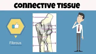 Connective Tissue for beginners