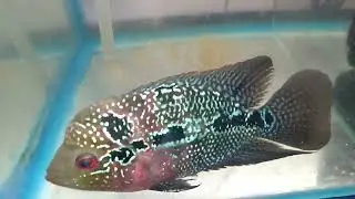 Female Flowerhorn fish laying eggs without male ? will it hatch? how to handle this?