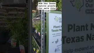 HEB has Texas Native Plants For Sale This Week. #HEB #TexasNativePlants #PlantLocal