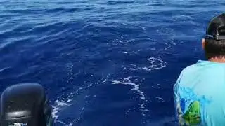 Wahoo fishing Roatan, Honduras