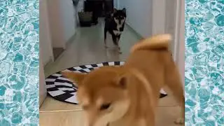 3d Illusion rug that fools dog&hellip;&hellip;@slums783