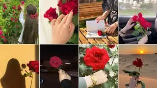 😍Rose Dpz || ✨Hand Dpz With Rose 🌹|| Red Rose Whatsapp dpz || Red Rose Dpz ✨ #redrose  #dpz