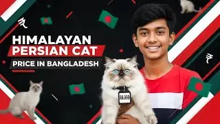 himalayan persian cat price in bangladesh