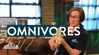 Knowsley Safari Food and Feeding Omnivores (COVID-19 UK Lockdown Home School Safari)