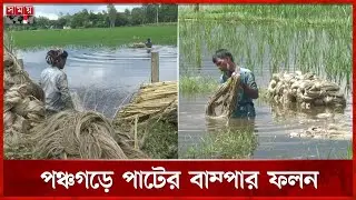 পঞ্চগড়ে সোনালী আঁশ ঘিরে স্বপ্ন বুনছে কৃষক | Panchagarh | Jute | Golden Fiber