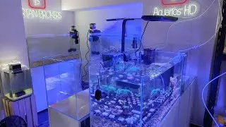 🐟 Importación de peces de marino, envíos, llegada de calentadores y cosas varias