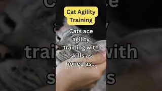 PurrfectGlimpses #CatFacts#PawsomeFacts#WhiskerWisdom#CatsOfKnowledge#MeowFacts#KittyTrivia