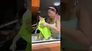Bañé a mi gatito persa por primera vez en la cocina y le puse shampoo especial