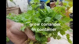 how to grow coriander (DHANIA) on terrace in container totally organically