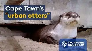 Cape Town's 