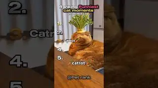 Ranking Funniest Top 5 cat moments 🤣 (part 18)  #cat #funny #shorts