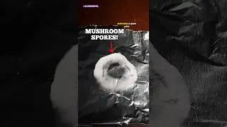 Споры грибов под микроскопом (СПОРНЫЙ ОТПЕЧАТОК)