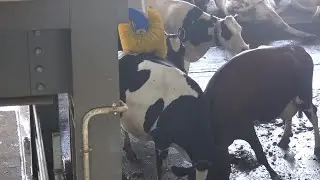 Cow Enjoying A Rotating Cattle Brush