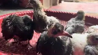 Pet modeling..  bird modeling