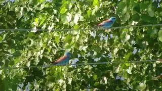 Scharrelaar - European roller