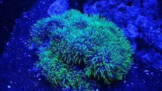 72 Gallon Mixed Reef 