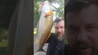 How-To Fillet a Redfish