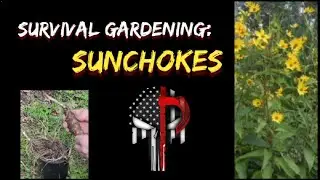 Survival Gardening: Sunchokes