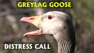 Female Greylag Goose Distress Call. Mate flies in to help. PART 8