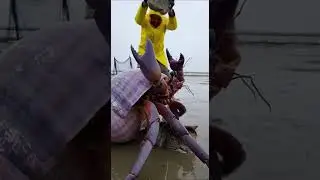 🦀Giant Crab Shields Kitten from the Rock Brave Rescue in Action #wildlife #animalrescue #nature
