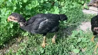 Цыплята25.06.2025(микс азиль-бразил-китай-шамо). Chickens (mix of Azil - Brazil - China - Shamo).