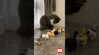 #Watch youtube video #recently uploaded video  # cat game official # cat dance #trending new