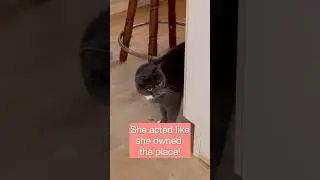 Caturday Fun! Paul has company!