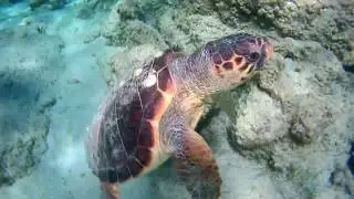 Spotkanie z żółwiem Morze Śródziemne - Elafonisi Kreta | Meeting with turtles  - Elafonisi Crete