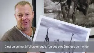 la vid&eacute;o How I see animals - Soul of an Animal (L&rsquo;&acirc;me d&rsquo;un animal)