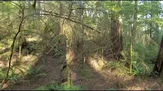 Old Growth Forest - Walk (360&deg; Video)