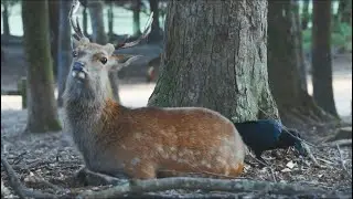 Crow taking the shedding antler velvet to eat#viralvideo #animals