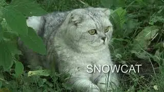 Snow Cat Stalking a Curious Spider🕷️