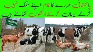 Pakistan mein goat farm nahi karte yahan saudi arabia mein karte hain saudi arab goat farm arab info
