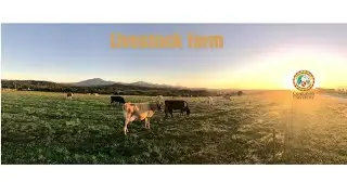 Exploring Our Livestock Farm Complex | Sustainable Farming Practices