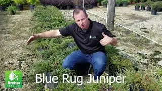 Blue Rug Juniper - Archer Services