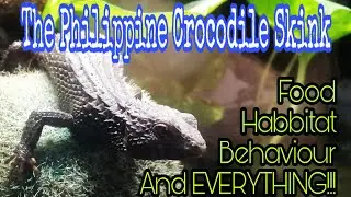 Crocodile Skink ||  Tropidophorus Grayi
