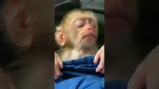 Adorable baby monkey while sleeping | Curious Monkey Family's Daily