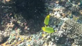 Latticed Butterflyfish